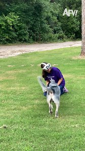 America's Funniest Home Videos on Instagram: "The dog knew what he was doing 😂 #afv #dogs #vr #funnyvideos"