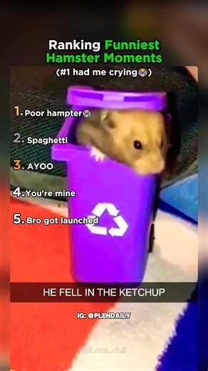 Ranking Top 5 Hamster Moments That Made You LOL!