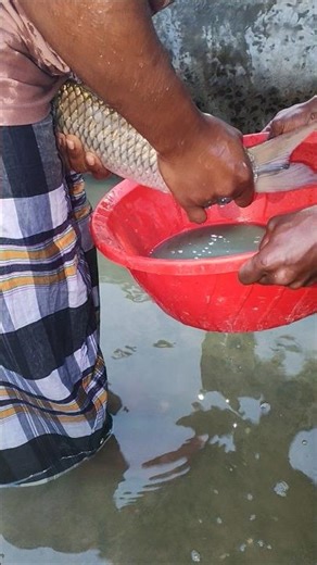 pond fish spawning #viral #fishing #birdfish #aquaculture #fish #fishfarming #fishcutting