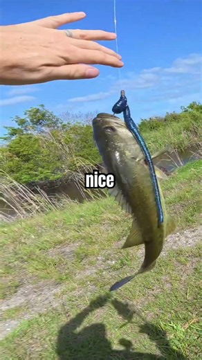 Fishing with a 12 inch worm! ￼ #fishing #bassfishing