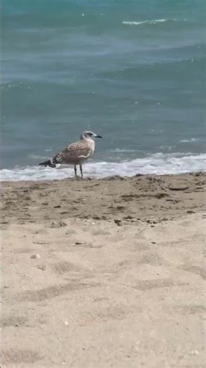 Peaceful Seagull by the Ocean | Calm Nature Moment 🌊