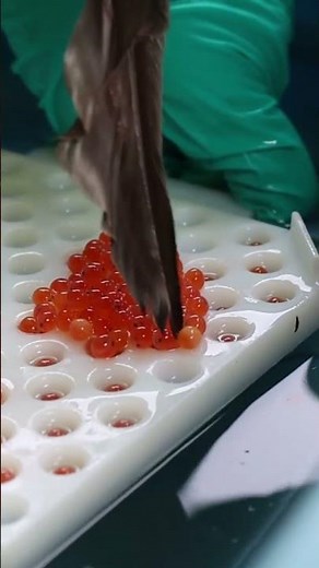 10,000 trout eggs released into Banff National Park creek for restoration project