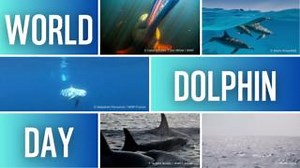 1.6K views · 189 reactions | Today is World Dolphin Day  From the...