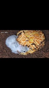 Horned Frog Eating Gray Hamster | Insect Forest