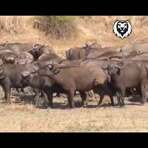 Lion vs 2000 buffaloes | King of lion
