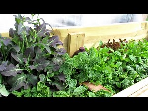 10 Garden Plants that Can Take A Frost and Light Freeze: Cool Weather Crops to Plant in the Cold