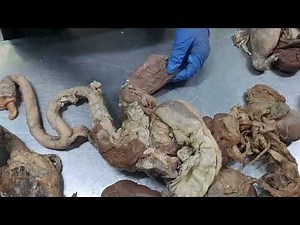 Male reproductive system of Ox & Horse | veterinary (systemic anatomy)