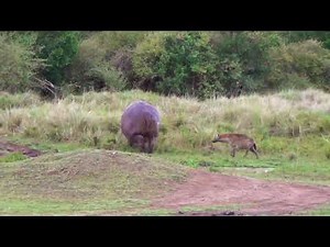 hyena vs Hippo in the Masai Mara, Kenya