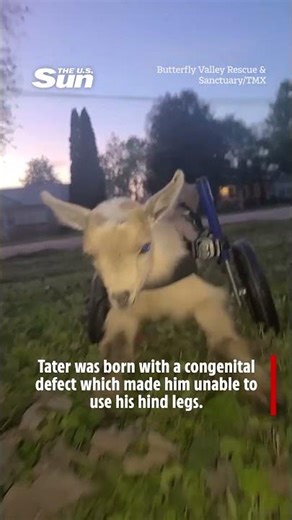 Adorable Tater the goat learns to walk using special wheelchair