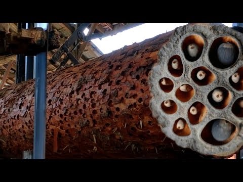 Extreme Processes at Sawmills !! Old Pine Wood Full of Toxic Surprises