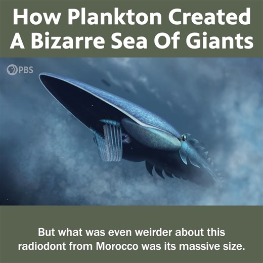 How Plankton Created A Bizarre Giant of the Seas | Eons • PBS