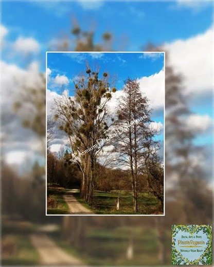 Bäume, blauer Himmel 4er Posterset Digital Download, Wandbild Printable Gruß- & Meditationskarten...