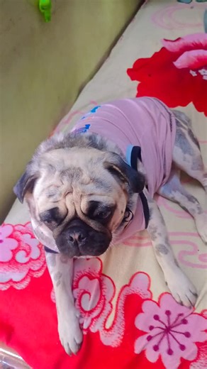 Divya Shree Komanduri on Instagram: "Thoughts 🤔 plans and its expressions lol #floraandmom #pugstagram #innervoice #potti #instagood"