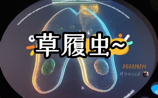 随手拍27-涨知识~草履虫的有性生殖是这样哒 | Micropia 微生物 九年级生物 | 胖仔的荷兰日记 20220814