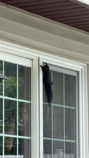 #squirrel #funny #barstool #chaos the squirrel was okay fyi | squirrel