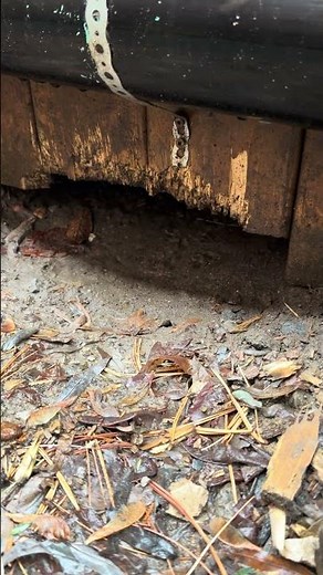 Raccoons, skunks, possums living under decks can eventually dig their way through into the house