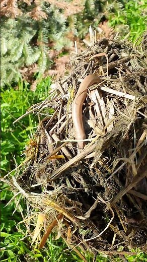 Blindschleiche "gefunden"