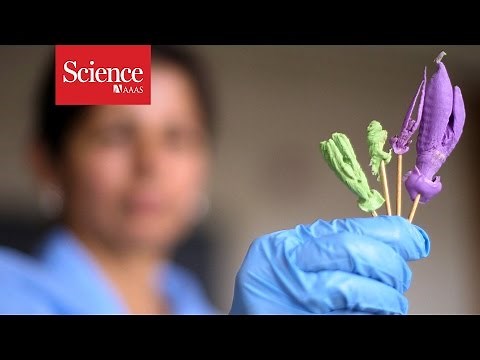 XX Files : Animalia genitalia : Patty Brennan