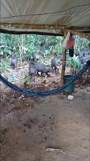 Visita inesperada. #nature #Selva #wildlife #Amazon | Puerto Inca "La Perla del Pachitea"