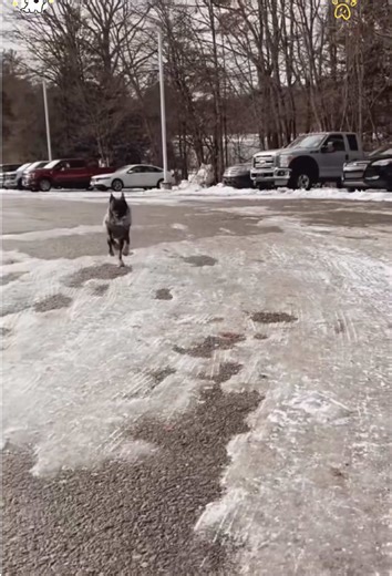 Hilarious Running Dogs Compilation