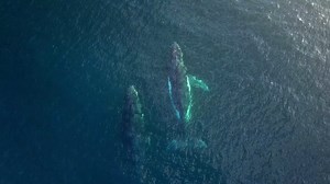 Whale, whale, whale, what do you know? It's World Whale Day! 🐳 Celebrate these ocean giants with a symbolic whale adoption today: https://oceana.ly/42GdwO9 | Oceana