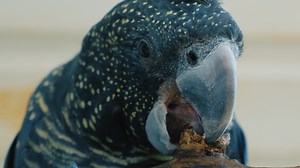 Meet Dean Arthurell from Bindoon who loves black cockatoos and wants to ensure they are eventually taken off the endangered list. | ABC Midwest and Wheatbelt