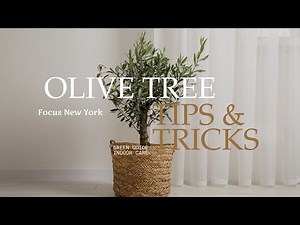 Olive Tree Tips & Tricks by Focus New York