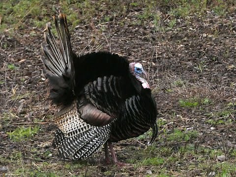 This Wild Turkey was displaying his feathers and check out the way he lifts the snood on his nose.