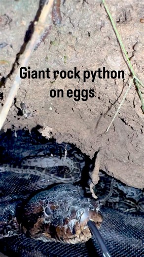 Dilan on Instagram: "Finding the southern rock python ( Python sebae natalensi) on an actively hatching nest! #snake #reptiles #africa #python"