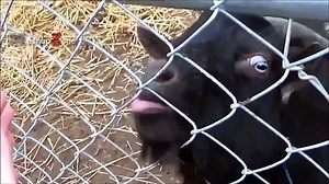 Top 10 Funny Goat Videos - Funniest Goats [BEST OF]