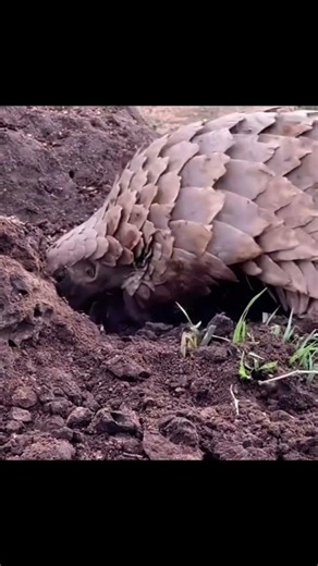 Pangolin