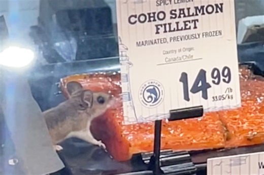 YEAR IN REVIEW: Video of mouse eating salmon in Barrie grocery store goes viral