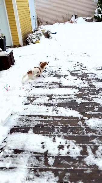 And I was worried about how he’d handle the snow 😂 #snowday #snowdog #dashalier #dashingthroughthesnow #winteraesthetic