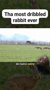 582K views · 10K reactions | The fastest and most dribbled rabbit ever ☝️ | Akpera Ephraim | Facebook