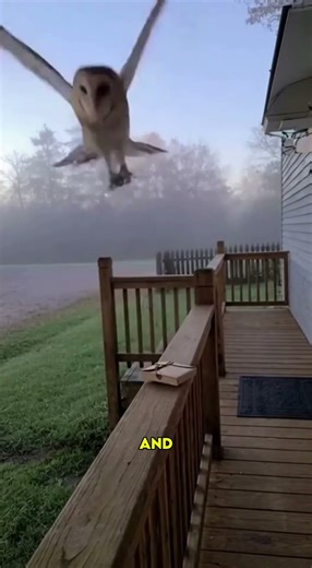 What If the Owl Post from Harry Potter Was Real?