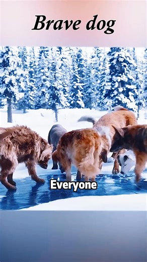 595K views · 20K reactions | This dog risked its life to save its owner and proved true leadership.#movieclips #adventure | Scene Sleuth | Facebook