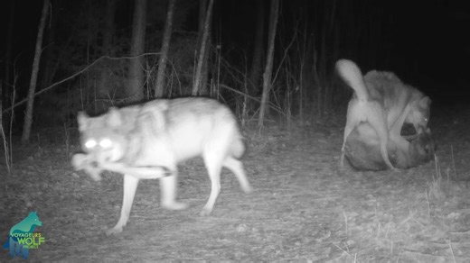 A rare glimpse of the competition/aggression between pack members for food in our area. In this video, Wolf W8T, a subordinate yearling male in the Thuja Pack, walks by the camera with a deer leg from a nearby kill. However, he turns around and submissively walks back toward the breeding/dominant male of the pack, Wolf O3S. Wolf O3S then dominates Wolf W8T (turn volume up) and takes the deer leg. Wolf O3S carries the leg into the woods a bit and consumes it for a few minutes before heading out o