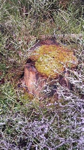 gentle sound of snow- forest gras. #naturesounds