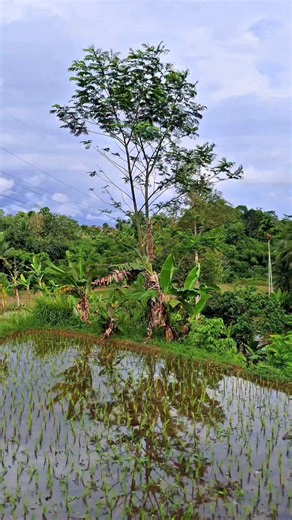 Giyan Circuit on Instagram: "Understanding Resistor Color Codes (Band 1–4) | Verified with a Multimeter #ResistorColorCode #ElectronicsBasics #MultimeterTest #ElectronicsEducation #DIYElectronics #ComponentTesting"