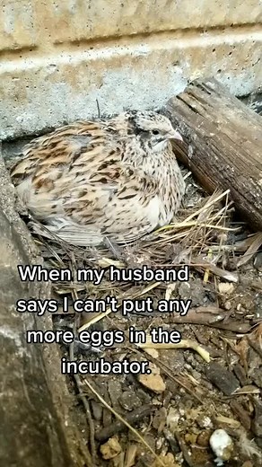 Quail don't go broody often but when they do it's so adorable. It's not like I made the quail hen sit on her eggs. I just found her like that and decided to let her be #eggs #quaileggs #coturnixquail #hatching #hatchingeggs #chicks