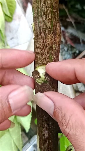 Replacing thorns with active buds🌳🌳 #fruitfarming #plantations #grafting