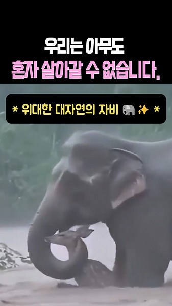 "인간보다 낫다" 소리 절로 나오는 동물들의 기적 같은 우정... 우리는 결코 혼자 살 수 없습니다 🥺❤️ #감동 #동물레전드