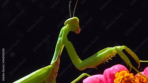Green predator European mantis (Mantis religiosa). The predator hunts insects, looks directly into the camera, close-up
