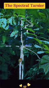 The Spectral Tarsier !! #animals #animallovers #monkey #tarsier #mamals #wildanimals #amazinganimal #wildlife #nature #jungle #fyp #snake #hunting #grasshopper | Nat Geo Wild & Nature