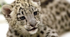 FOTO: filhote de leopardo-das-neves é apresentado nos Estados Unidos