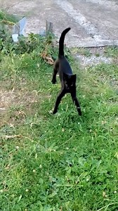 Confucius.ninja.kitten on Reels