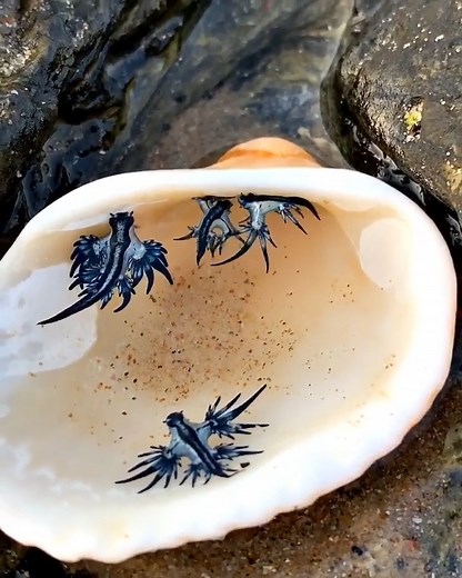 2.5M views · 61K reactions | : Jacinta Shackleton • Glaucus...