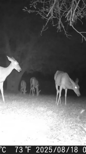Herd of deer enjoying the night together