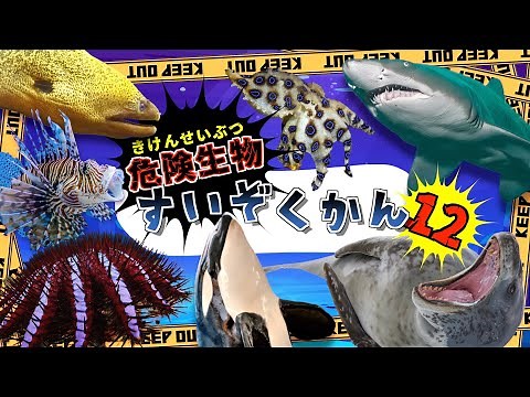 【海の危険生物】水族館へ行こう！12 【子供向け 海のいきものアニメ】海にいる危険な生き物が11種類登場するよ 子供が喜ぶ動く海の生き物図鑑★【海の生き物の知育動画】サメ シャチ