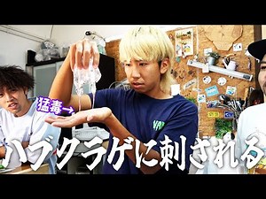 [Danger] If you are stung by a box jellyfish...